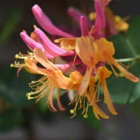 Intrați în lumea magică a florilor cu Lonicera ”Goldflame”. Bucurați-vă de aspectul său spectaculos și de parfumul îmbietor care va captiva simțurile. 🛒🌸