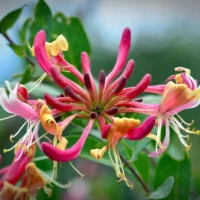 👉️ Descoperă minunăția de Lonicera Belgica Select. O plantă magnifică cu flori delicate și parfum înviorător. Cumpără acum! 🌸🛒