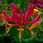 Adăugă un strop de culoare în grădina ta cu Lonicera American Beauty. Bucură-te de parfumul seducător al acestor flori elegante. 🌸🛒