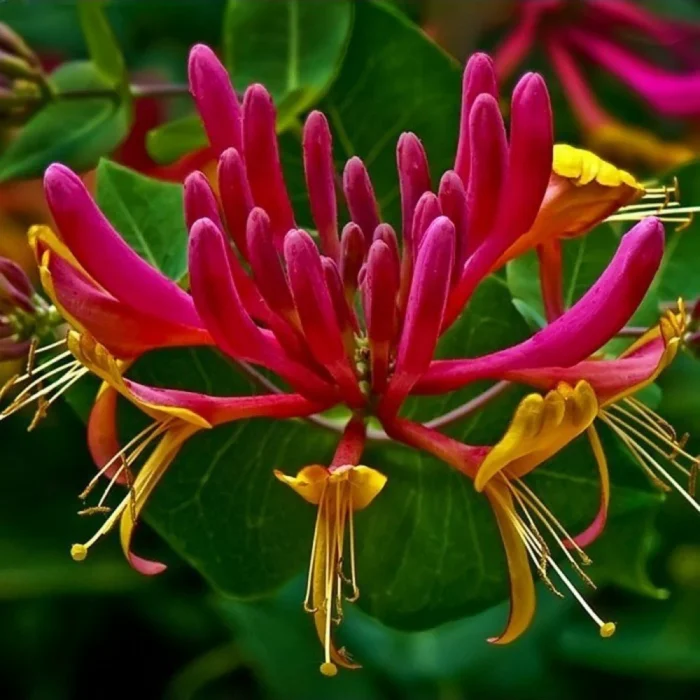 Adăugă un strop de culoare în grădina ta cu Lonicera American Beauty. Bucură-te de parfumul seducător al acestor flori elegante. 🌸🛒