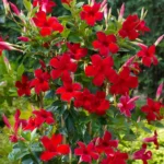 Un trandafir tropical excepțional! Mandevilla va da o notă de eleganță și culori vibrante grădinii tale. Descoperă acum varietatea noastră de plante. 🌺🛒
