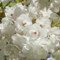 Prunus Serrulata Kanzan (Cireș Japonez) la ghiveci