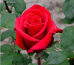 Transformați-vă grădina într-un paradis floral cu Trandafir Red Berlin. O alegere perfectă pentru un ambient romantic și rafinat! 🌹🛒