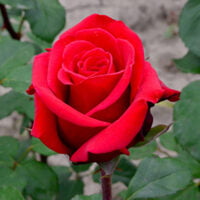 Transformați-vă grădina într-un paradis floral cu Trandafir Red Berlin. O alegere perfectă pentru un ambient romantic și rafinat! 🌹🛒