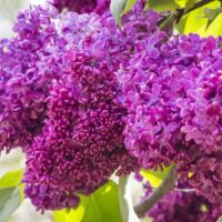 Transformați vă grădina într-un paradis floral cu liliacul Syringa vulgaris Charles Joly . Un arbust de talie mare, iubitor de soare și soluri fertile! 🛒