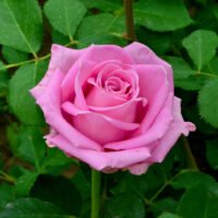 Transforma-ti gradina intr-o oaza de verdeata cu Rhodos Roz la ghiveci! Achizitioneaza acum pentru a te bucura de frumusetea plantelor tale acasa! 🌸🛒