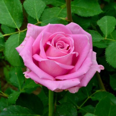 Transforma-ti gradina intr-o oaza de verdeata cu Rhodos Roz la ghiveci! Achizitioneaza acum pentru a te bucura de frumusetea plantelor tale acasa! 🌸🛒