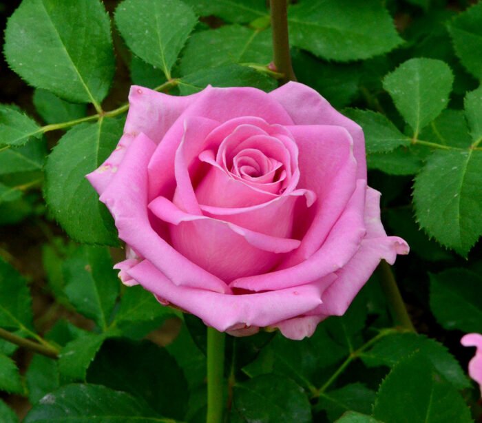 Rhodos Roz la ghiveci: Alegerea perfecta pentru gradina ta 🌸 Transforma-ti gradina intr-o oaza de verdeata cu Rhodos Roz la ghiveci! Achizitioneaza acum pentru a te bucura de frumusetea plantelor tale acasa! 🌸🛒