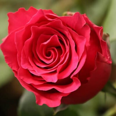 Bucură-te de frumusețea unui Rhodos Roșu la ghiveci! Alege un exemplar deosebit pentru a aduce culoare și eleganță în casa ta. 🌹🛒