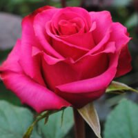 Înfrumusețează-ți locuința cu Ravel Roz la ghiveci! Bucură-te de parfumul și culorile intense ale acestor flori extraordinare. 🌸🛒