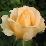 Transformați-vă grădina într-o oază de frumusețe cu ajutorul unui Trandafir Casanova la ghiveci. Bucurați-vă de eleganță și culoare în fiecare zi! 🌼🛒