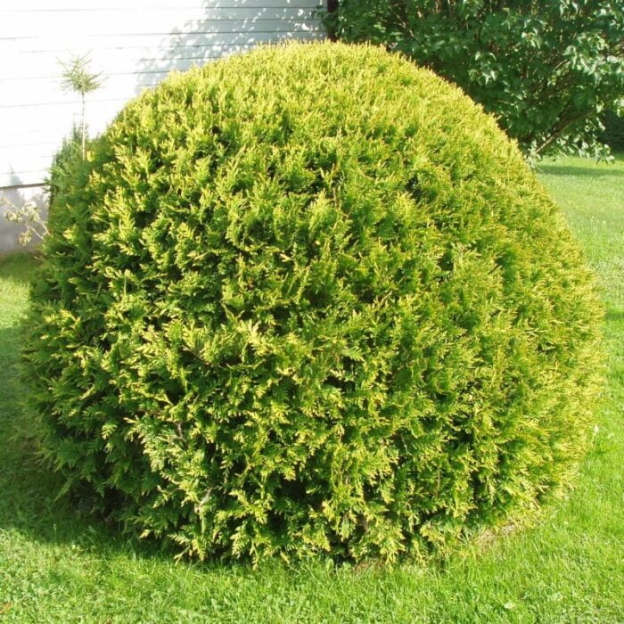 Tuia Occidentalis Golden Globe planta ideala pentru designul gradinii tale. Comanda acum si transforma-ti spatiul exterior! 🌿🛒