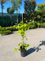 Aristolochia Macrophylla la ghiveci - imagine 2