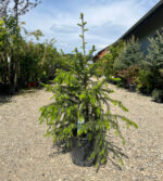 Picea Omorika la ghiveci - imagine 2