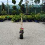 Akebia Quinata,Vita de ciocolata la ghiveci - imagine 2