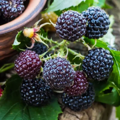 Descoperă aroma unică Zmeur Negru cu produsul nostru. Bucură-te de savoarea autentică în fiecare înghițitură! Alege calitatea! 🌿🛒