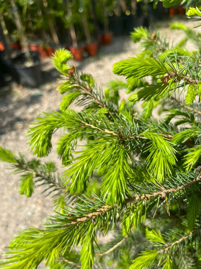 Picea Omorika la ghiveci - imagine 3