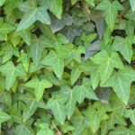 Transformați-vă spațiul de locuit într-o oază naturală cu ajutorul plantei Iedera Helix. Adăugați prospețime și eleganță în fiecare colț al casei dvs. 🌿