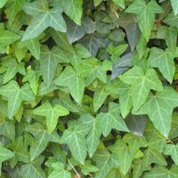 Transformați-vă spațiul de locuit într-o oază naturală cu ajutorul plantei Iedera Helix. Adăugați prospețime și eleganță în fiecare colț al casei dvs. 🌿