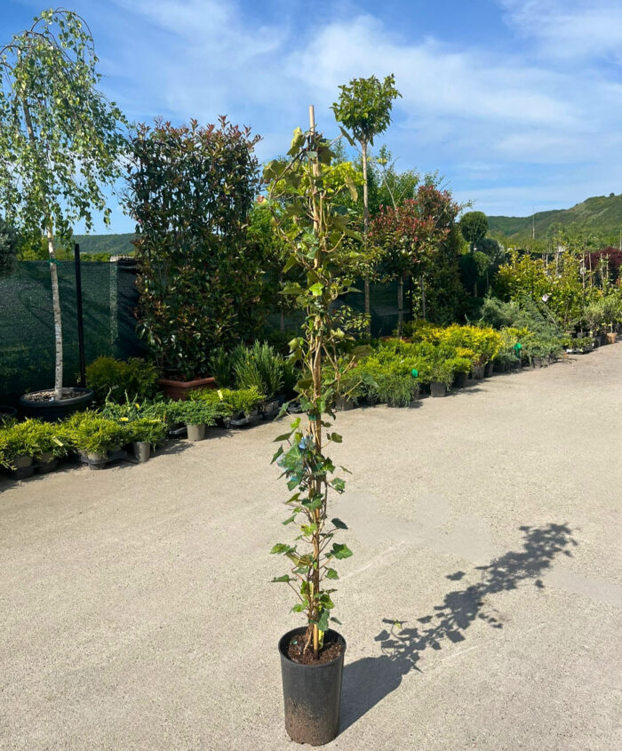 Iedera Helix la ghiveci - imagine 2