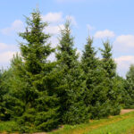 Picea Omorika la ghiveci