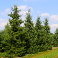 Picea Omorika la ghiveci