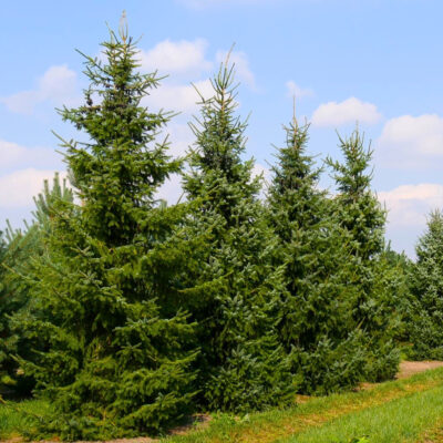 Picea Omorika la ghiveci