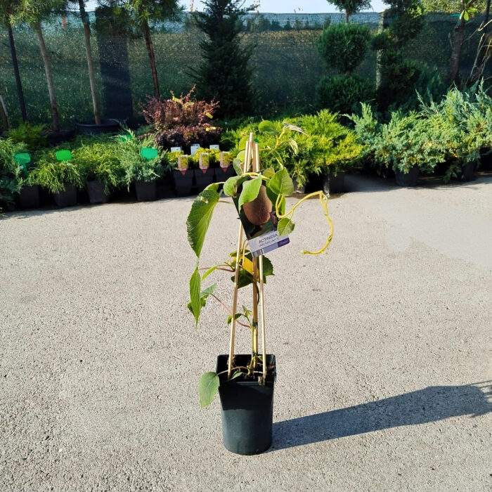 Kiwi Actinidia Deliciosa Jenny la ghiveci - imagine 2