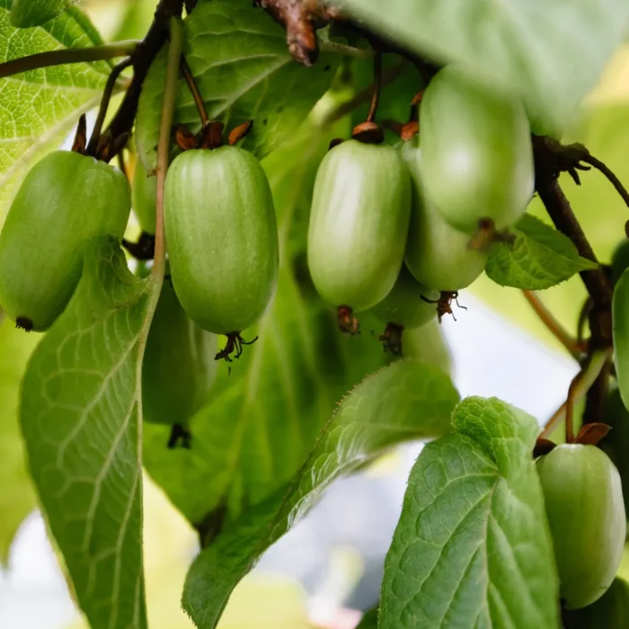 Fii mândru de grădina ta cu Kiwi Actinidia Kolomikta, un kiwi apreciat atât pentru aspectul său decorativ, cât și pentru fructele sale delicioase! 🌿🥝