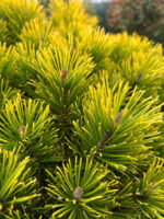 Pinus pe picior la ghiveci - imagine 2