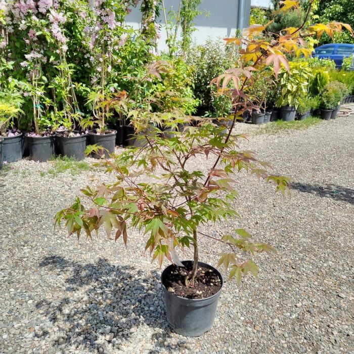 Arțar Osakazuki Light la ghiveci - imagine 3