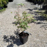 Arțar Palmatum Mardi Gras la ghiveci - imagine 2