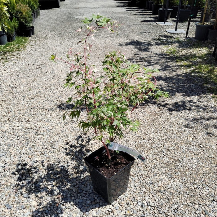 Arțar Palmatum Mardi Gras la ghiveci - imagine 2