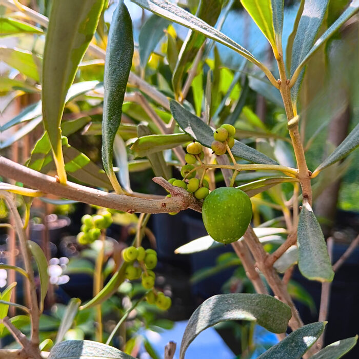 Măslin la ghiveci - imagine 3