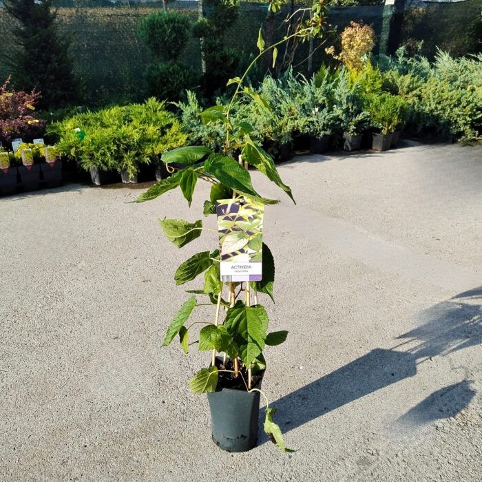 Kiwi Actinidia Kolomikta la ghiveci - imagine 2