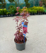 Arțar Atropurpureum Palmatum la ghiveci - imagine 2