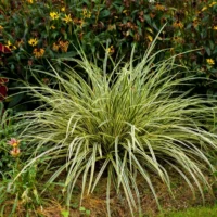 Adaugă puțină eleganță și frumusețe unui colț frumos de grădină cu iarbă Carex Morrowii Jackdaws Cream. Comandă acum și bucură-te de aceasta plantă! 🌿