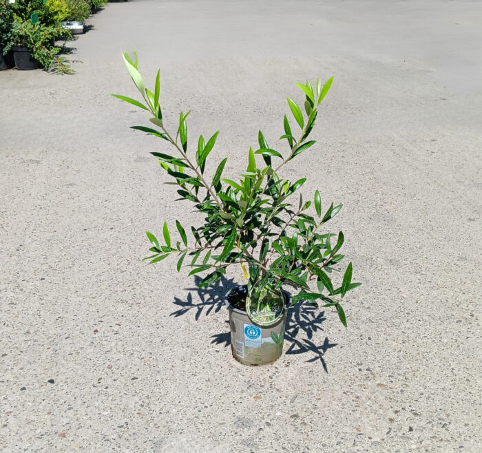 Măslin la ghiveci - imagine 2