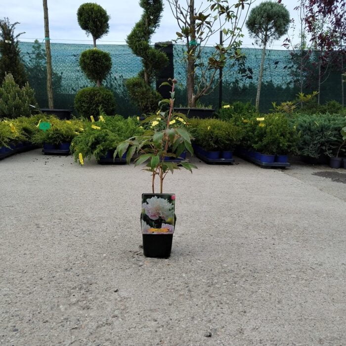 Bujor Paeonia Alertie la ghiveci - imagine 2