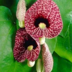 Cultivă frumusețea naturii în grădina ta cu Aristolochia Macrophylla. Cumpără acum și transformă-ți spațiul într-o oază de verdeață! 🌸🛒