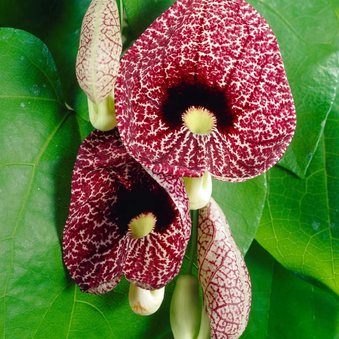 Aristolochia Macrophylla: Planta perfectă pentru grădina dvs. 🌸 Cultivă frumusețea naturii în grădina ta cu Aristolochia Macrophylla. Cumpără acum și transformă-ți spațiul într-o oază de verdeață! 🌸🛒