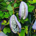 Akebia Quinata,Vita de ciocolata la ghiveci - imagine 3