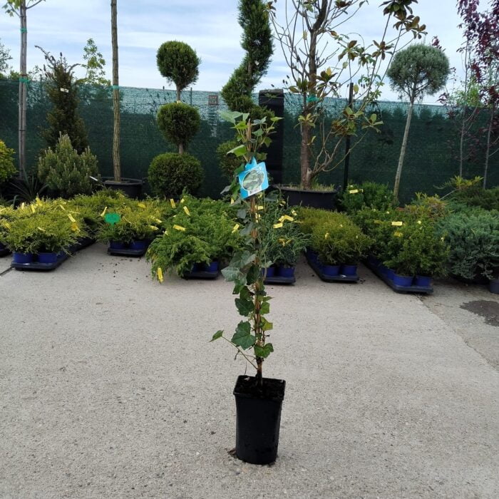 Iedera Hibernica Tuin la ghiveci - imagine 2