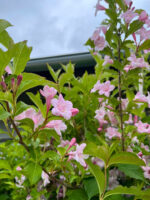 Weigella Rose la ghiveci - imagine 5