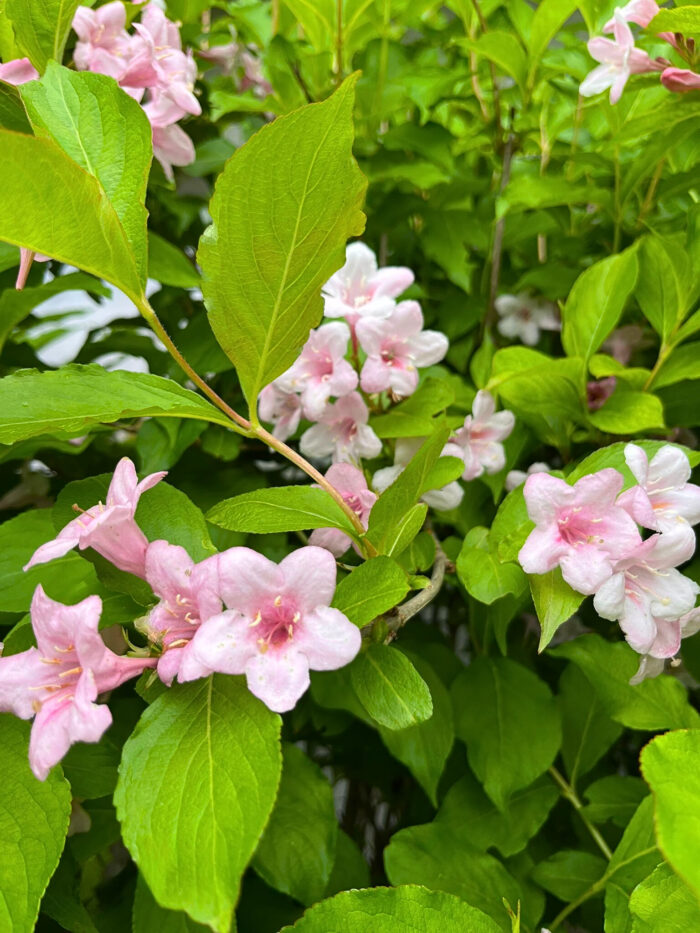 Weigella Rose la ghiveci - imagine 4