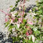 Arțar Palmatum Mardi Gras la ghiveci - imagine 3