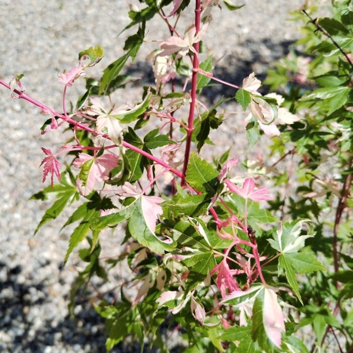 Arțar Palmatum Mardi Gras la ghiveci - imagine 3