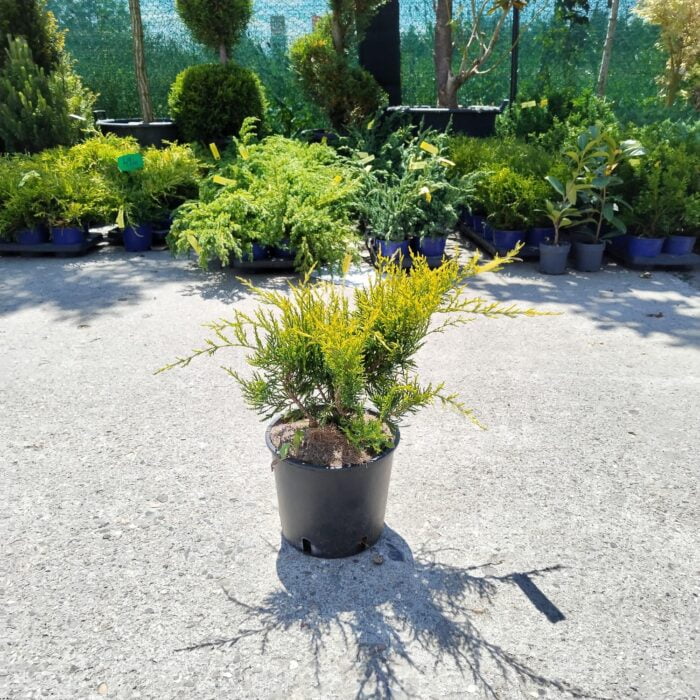 Juniperus Pfitzeriana Aurea la ghiveci - imagine 2