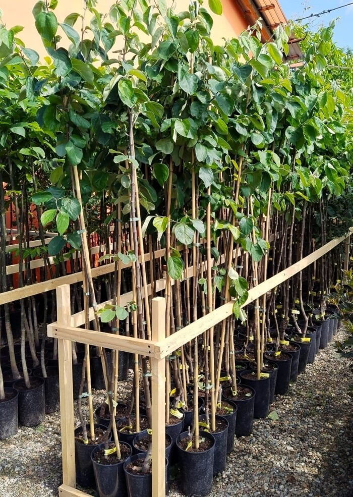 Gutui Bereczki la ghiveci 5L - imagine 2