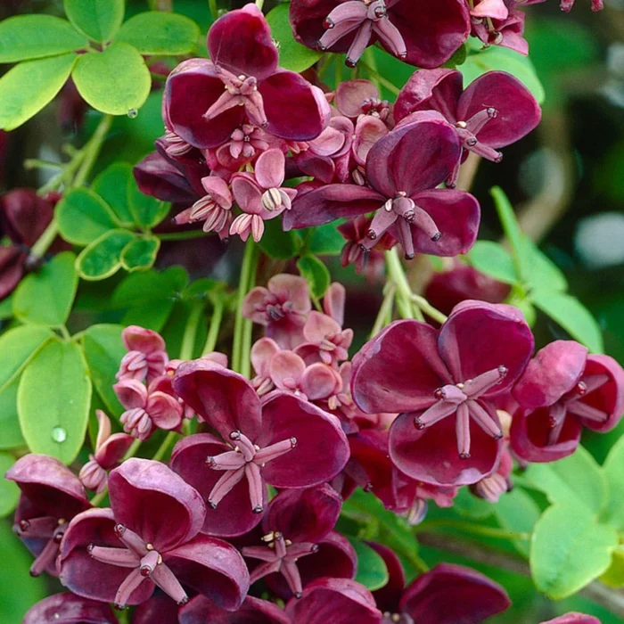 Akebia Quinata,Vita de ciocolata la ghiveci - imagine 1